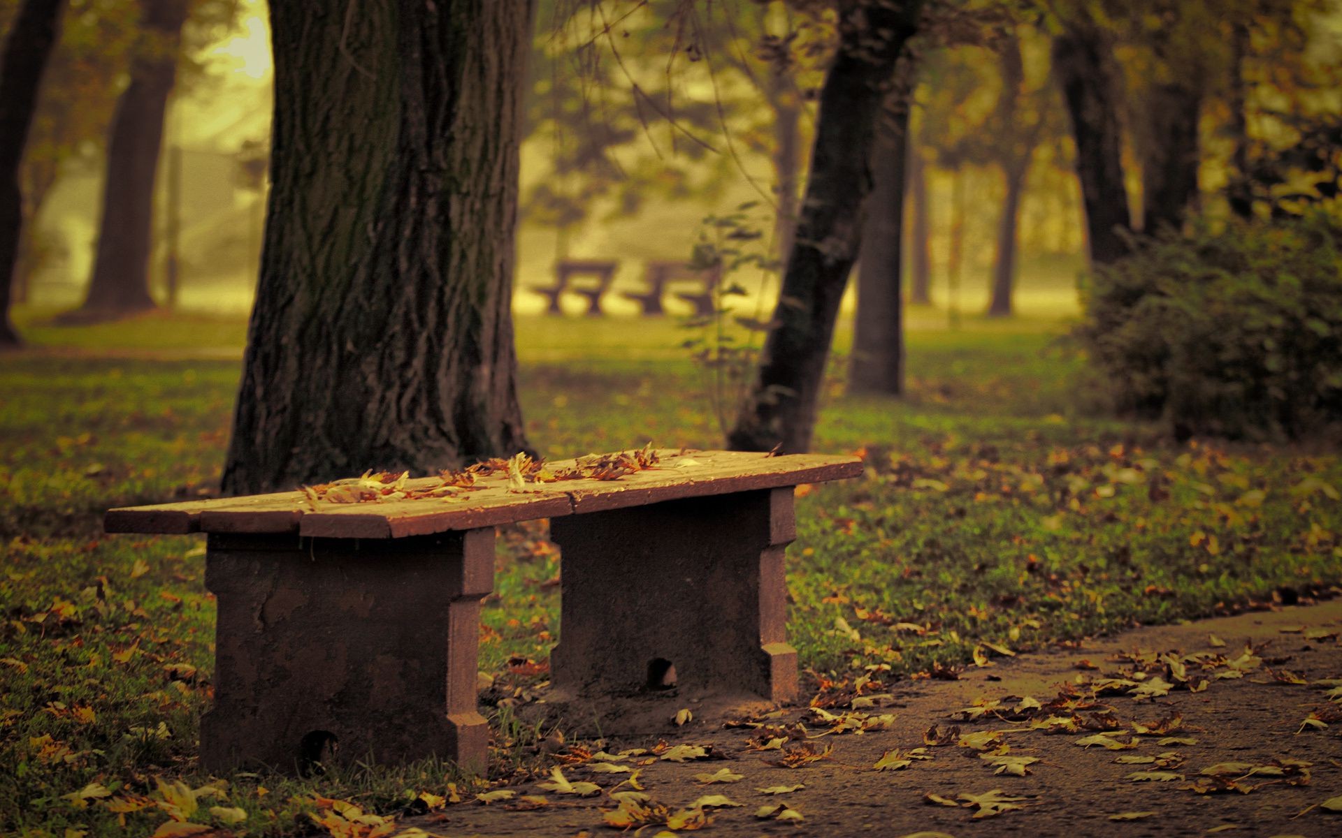 autumn wood tree fall leaf nature park outdoors landscape bench