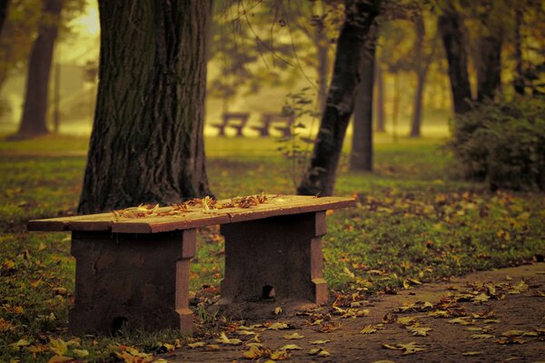 Ein Geschäft mit Blättern im Herbstpark