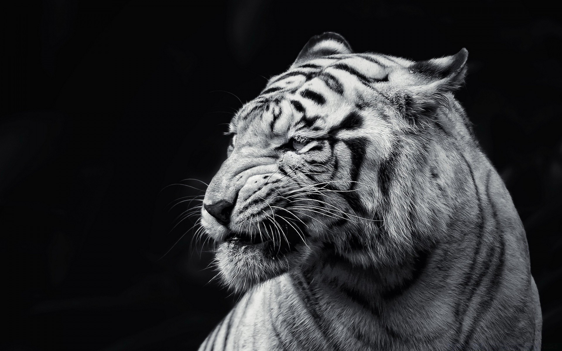 black and white cat wildlife tiger mammal animal zoo portrait predator staring danger fur wild eye jungle angry big aggression hunter stripe carnivore