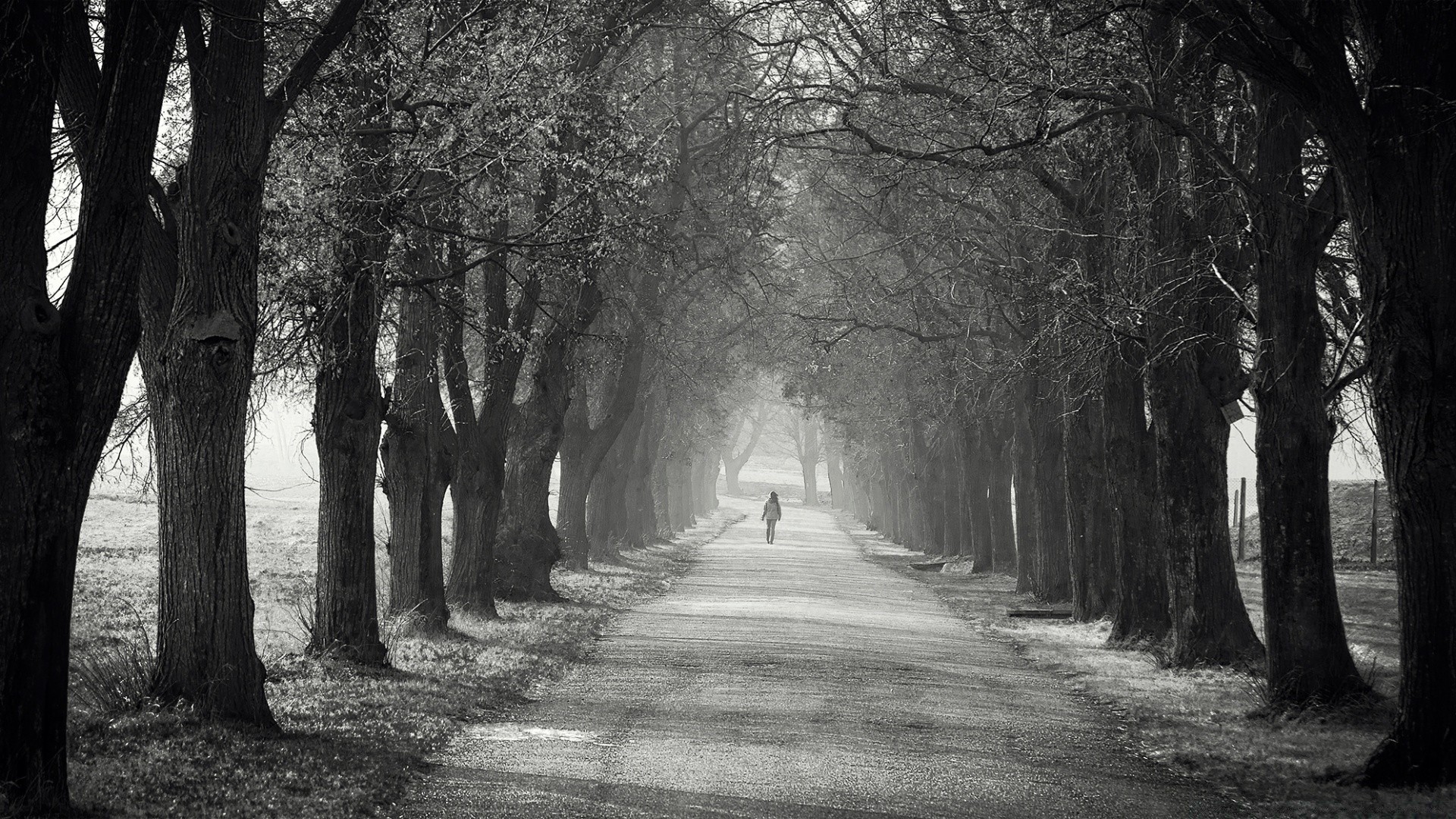 czarno-białe drzewo mgła krajobraz mgła droga zima drewno przewodnik aleja śnieg monochromatyczny park jesień zimno oddział ścieżka aleja świt cień