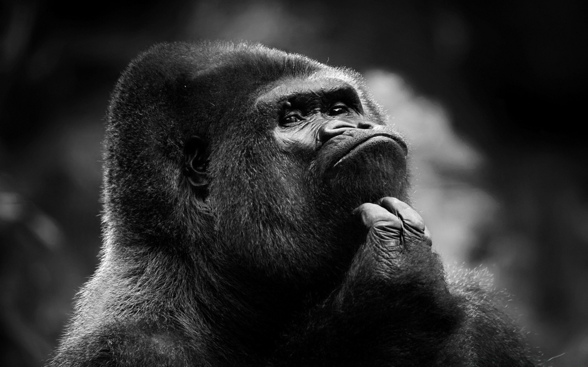 noir et blanc singe primat tordre mammifère faune gorille portrait chimpanzé zoo fourrure macaque animal un