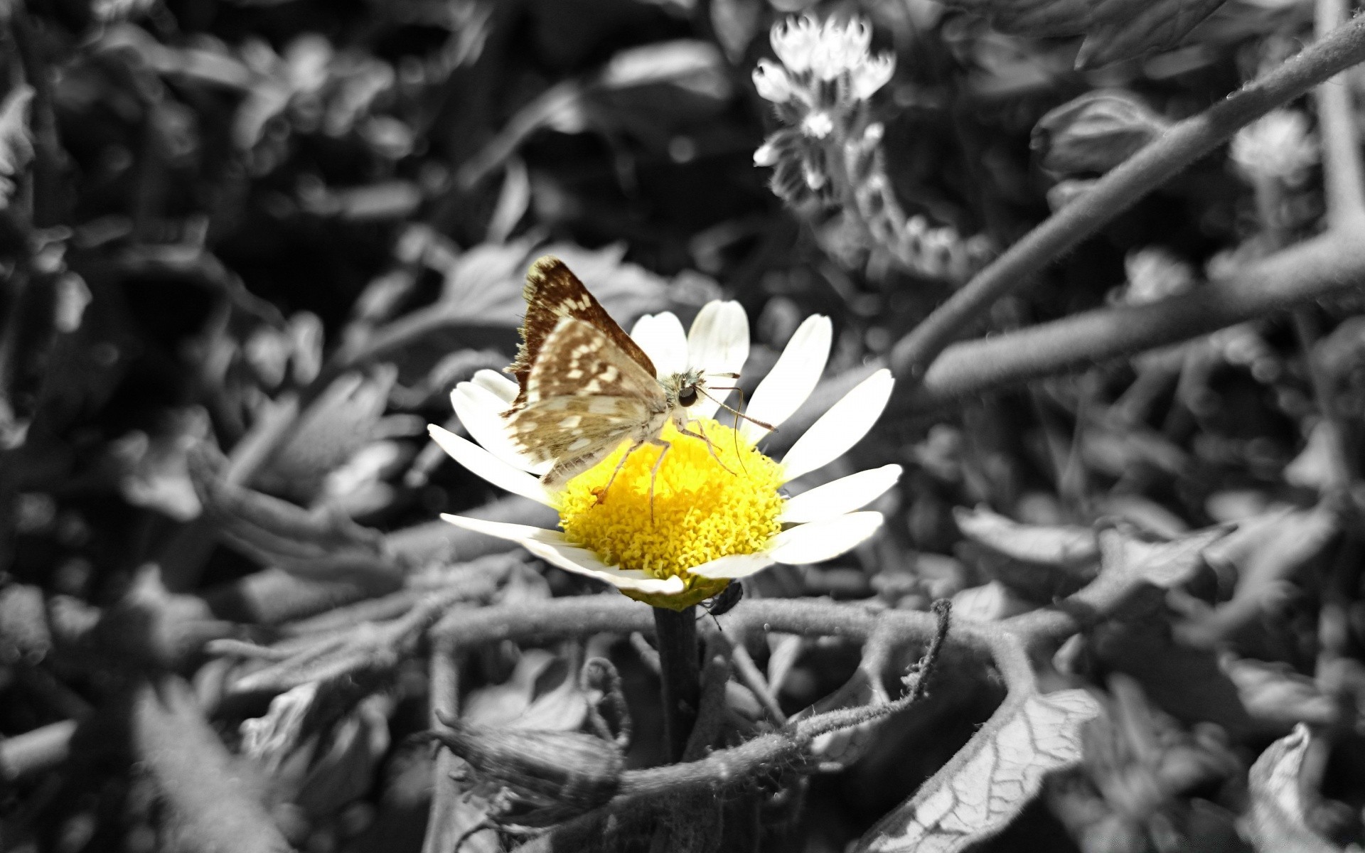 black and white nature flower flora outdoors close-up leaf garden season summer color desktop beautiful