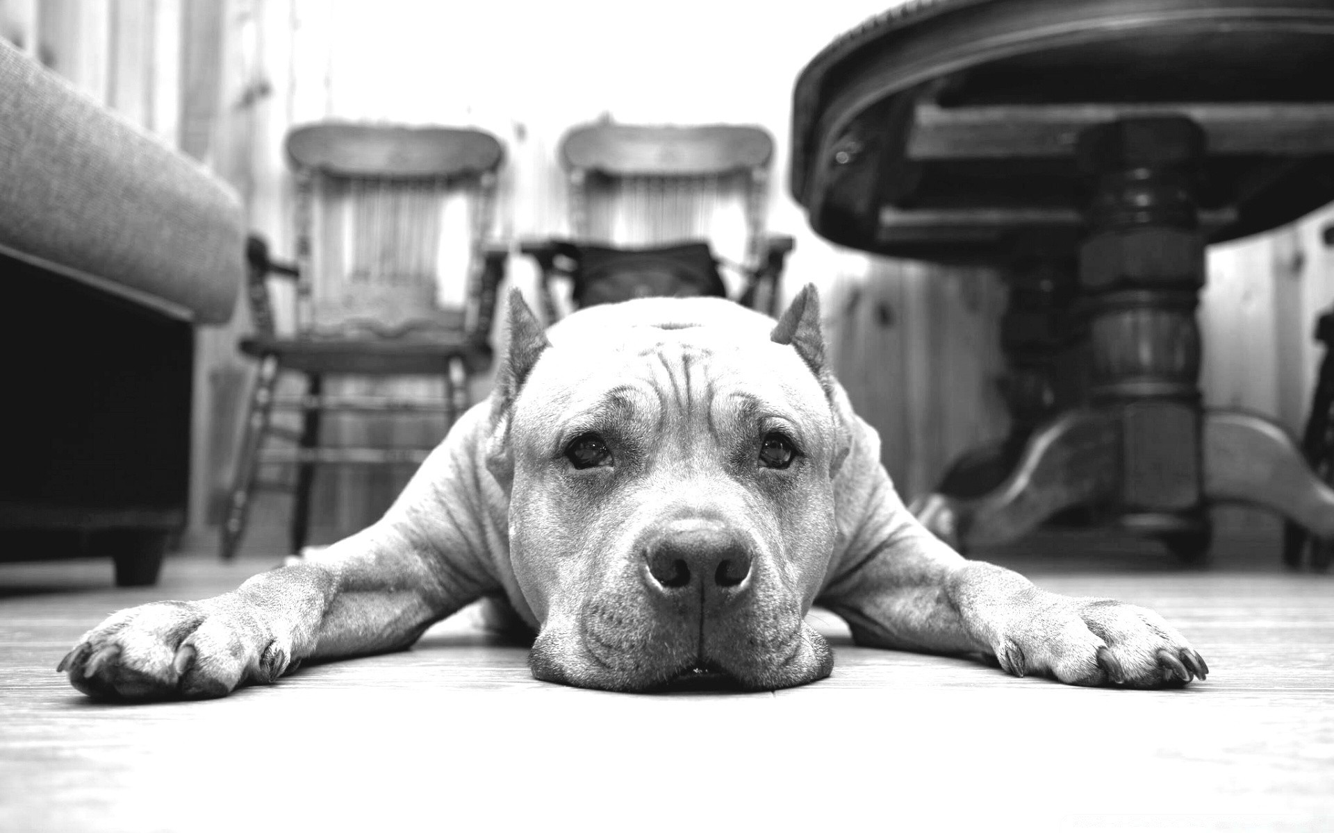 preto e branco cão cinegrafista solteiro retrato mamífero adulto