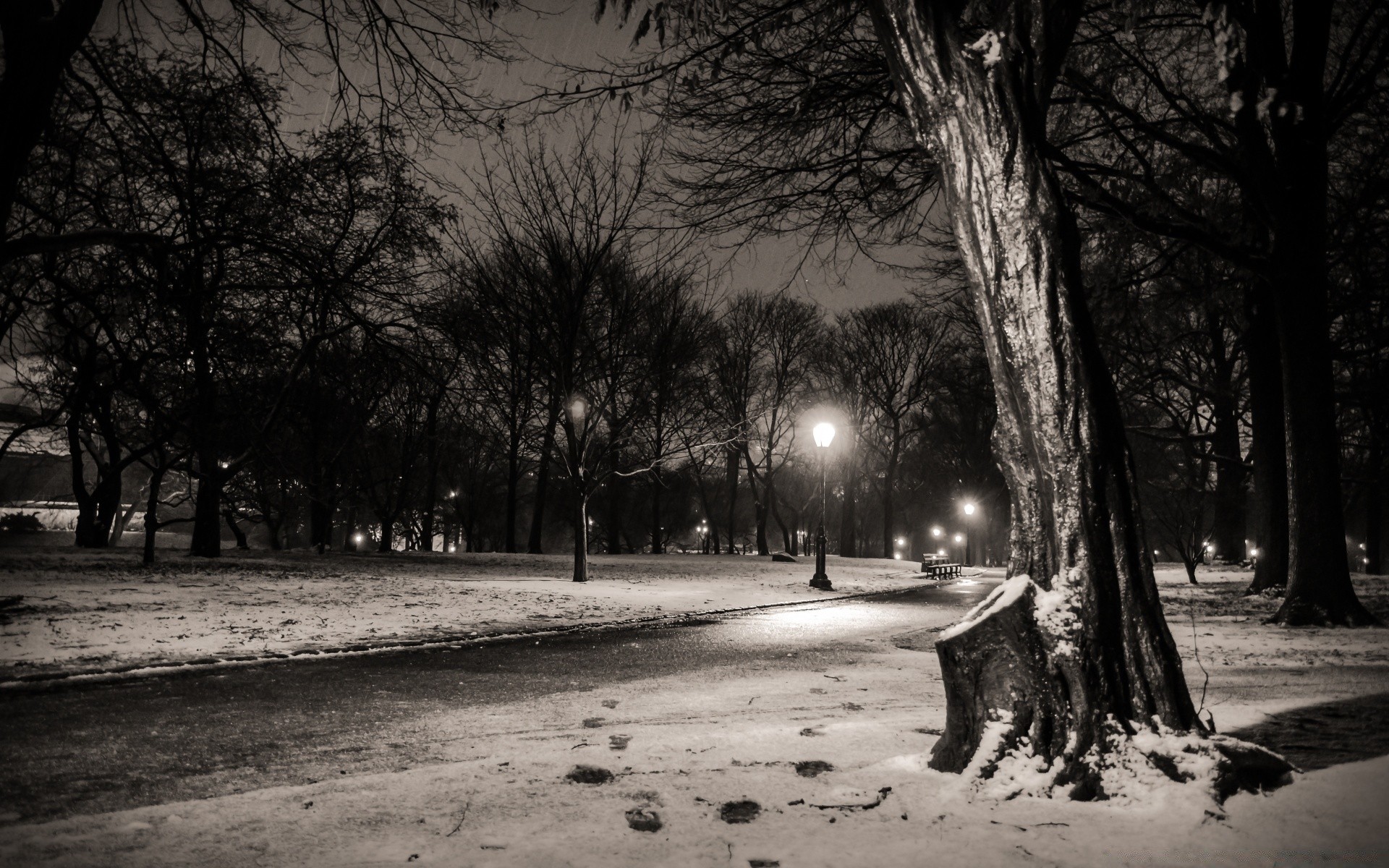 noir et blanc monochrome arbre neige rue hiver paysage brouillard route ombre parc lumière