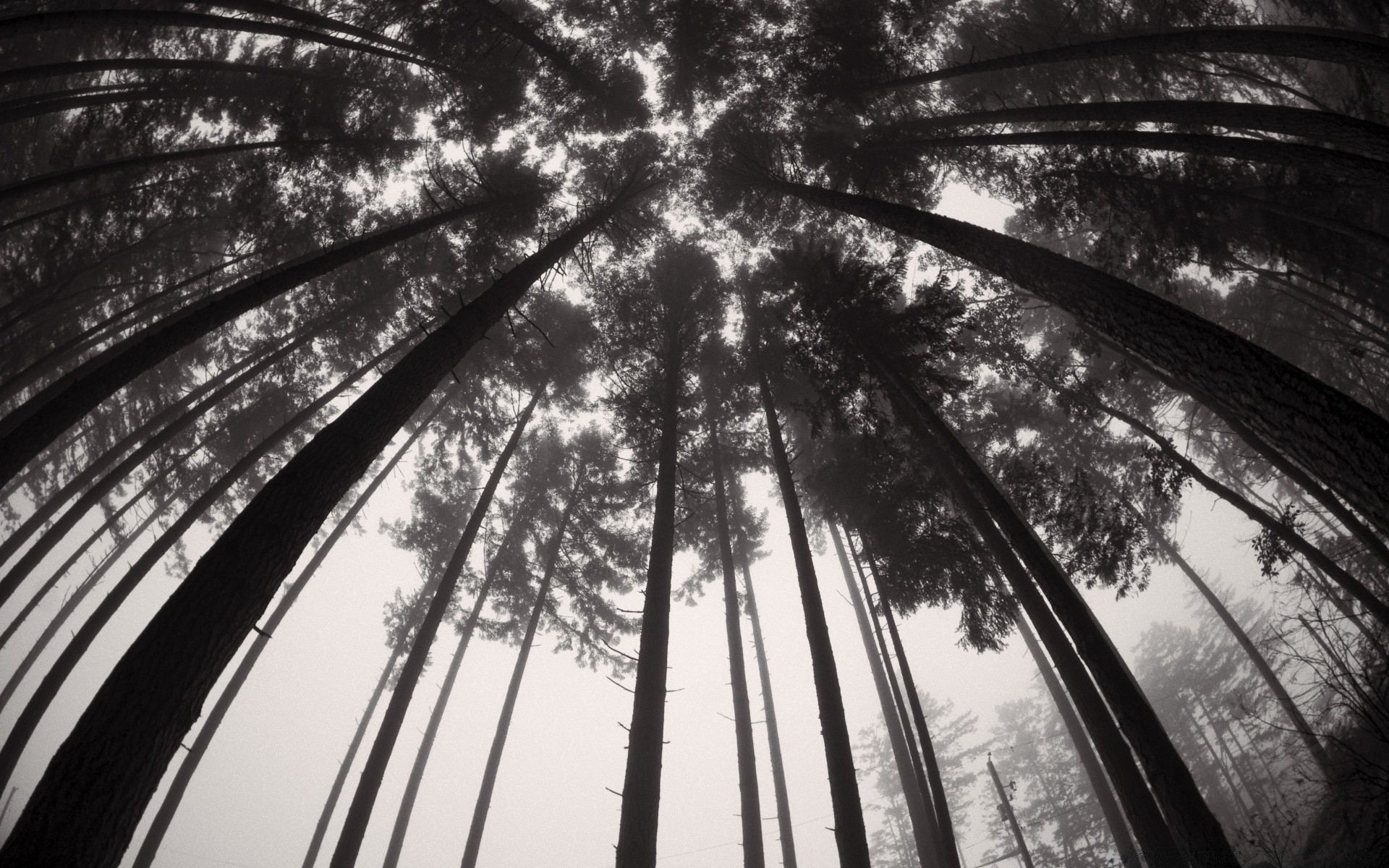 Деревья Черно Белое Фото