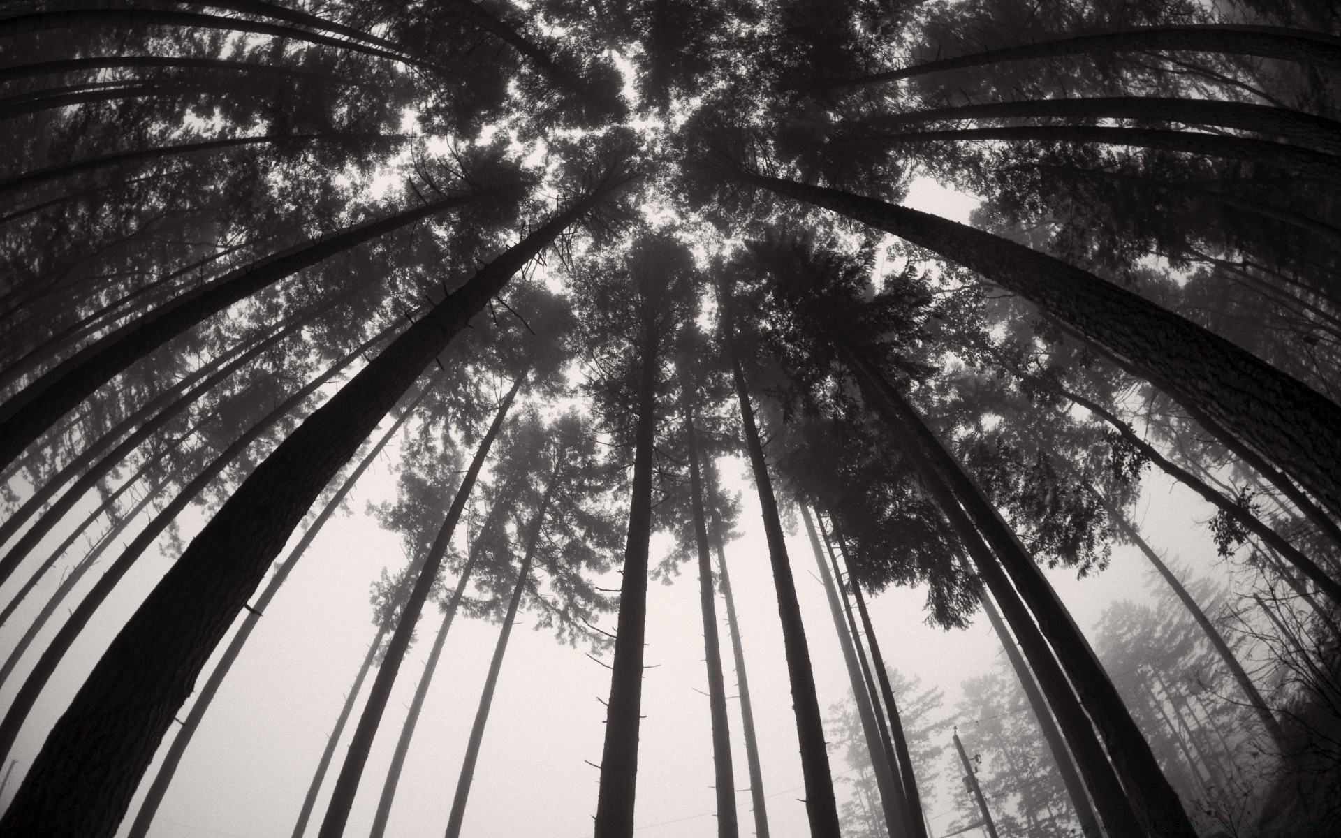 noir et blanc bois lumière feuille bois soleil voyage monochrome nature ciel paysage flore à l extérieur aube ville ombre