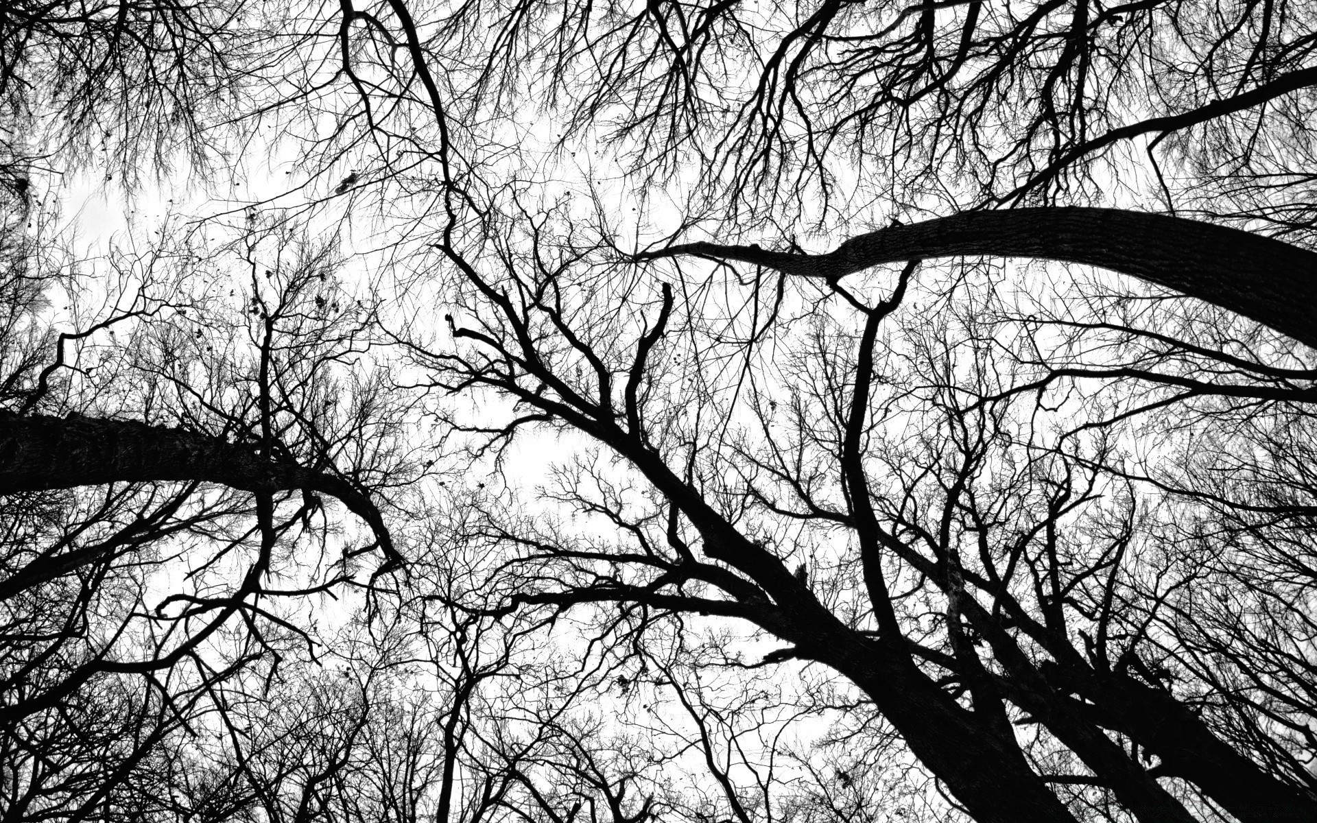 bianco e nero albero ramo legno tronco paesaggio stagione parco natura alba inverno autunno foglia ambiente quercia meteo illuminato singolo silhouette paesaggio