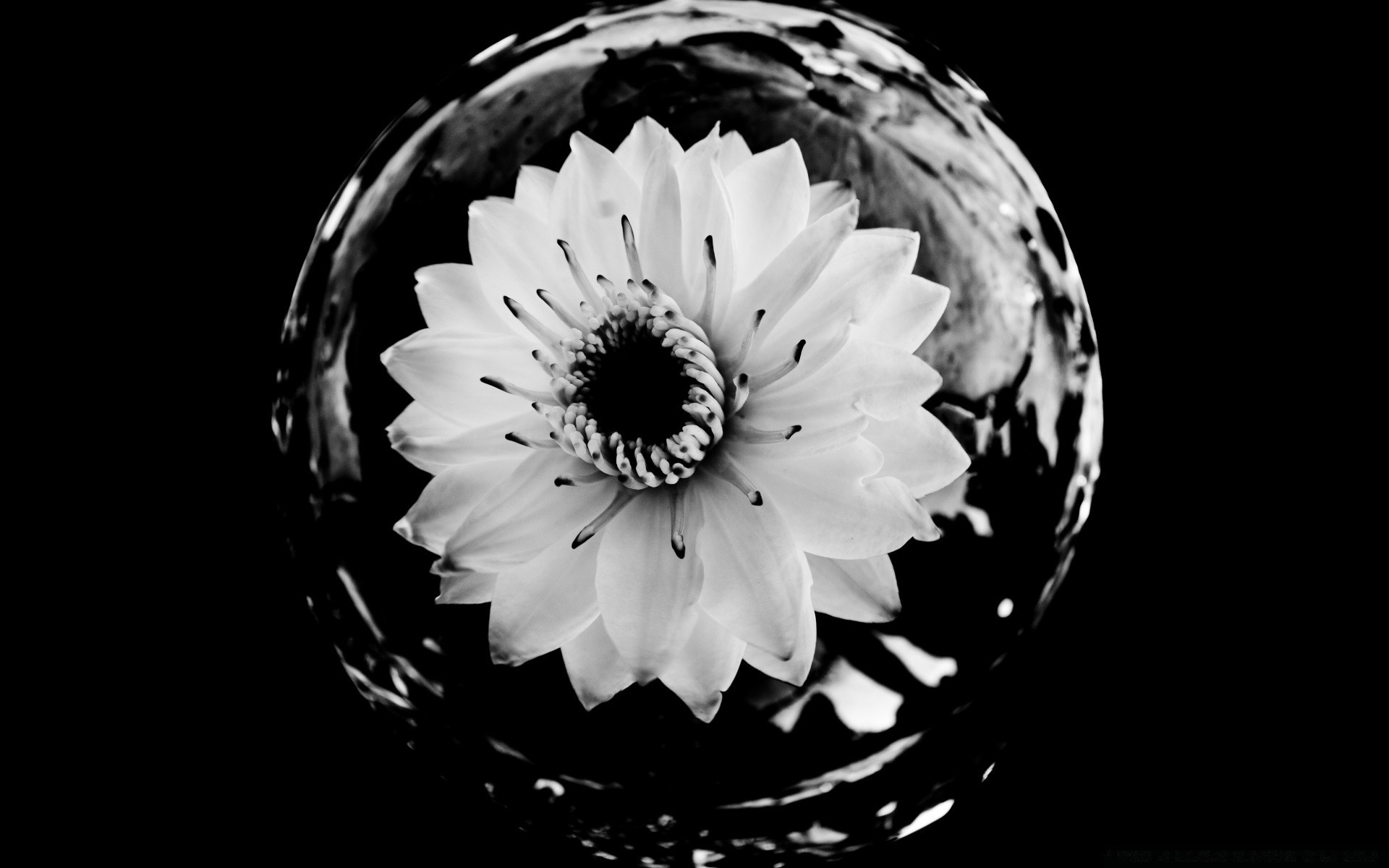 blanco y negro monocromo naturaleza flor hoja