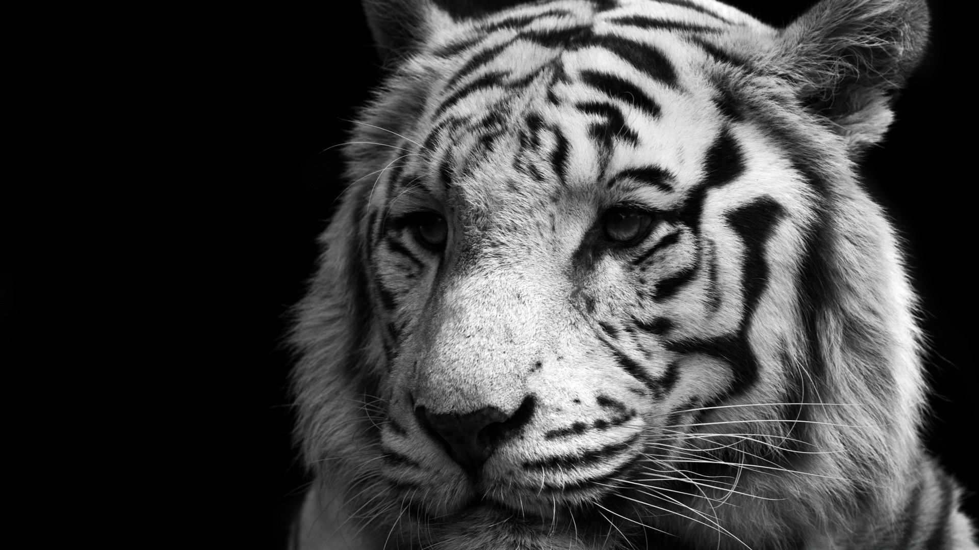 black and white cat tiger animal wildlife zoo mammal fur portrait predator jungle eye big safari hunter angry carnivore danger wild staring panthera