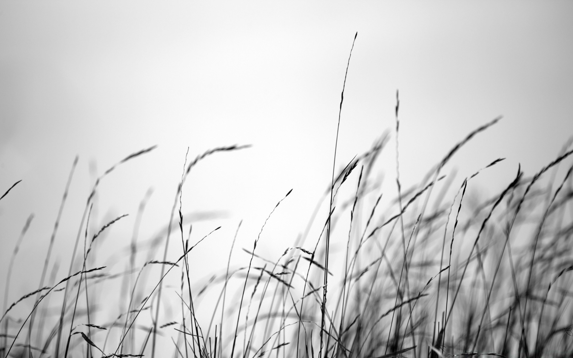 black and white grass field sun dawn growth monochrome nature flora leaf summer weed rural wheat farm fair weather hayfield cereal sunset dew