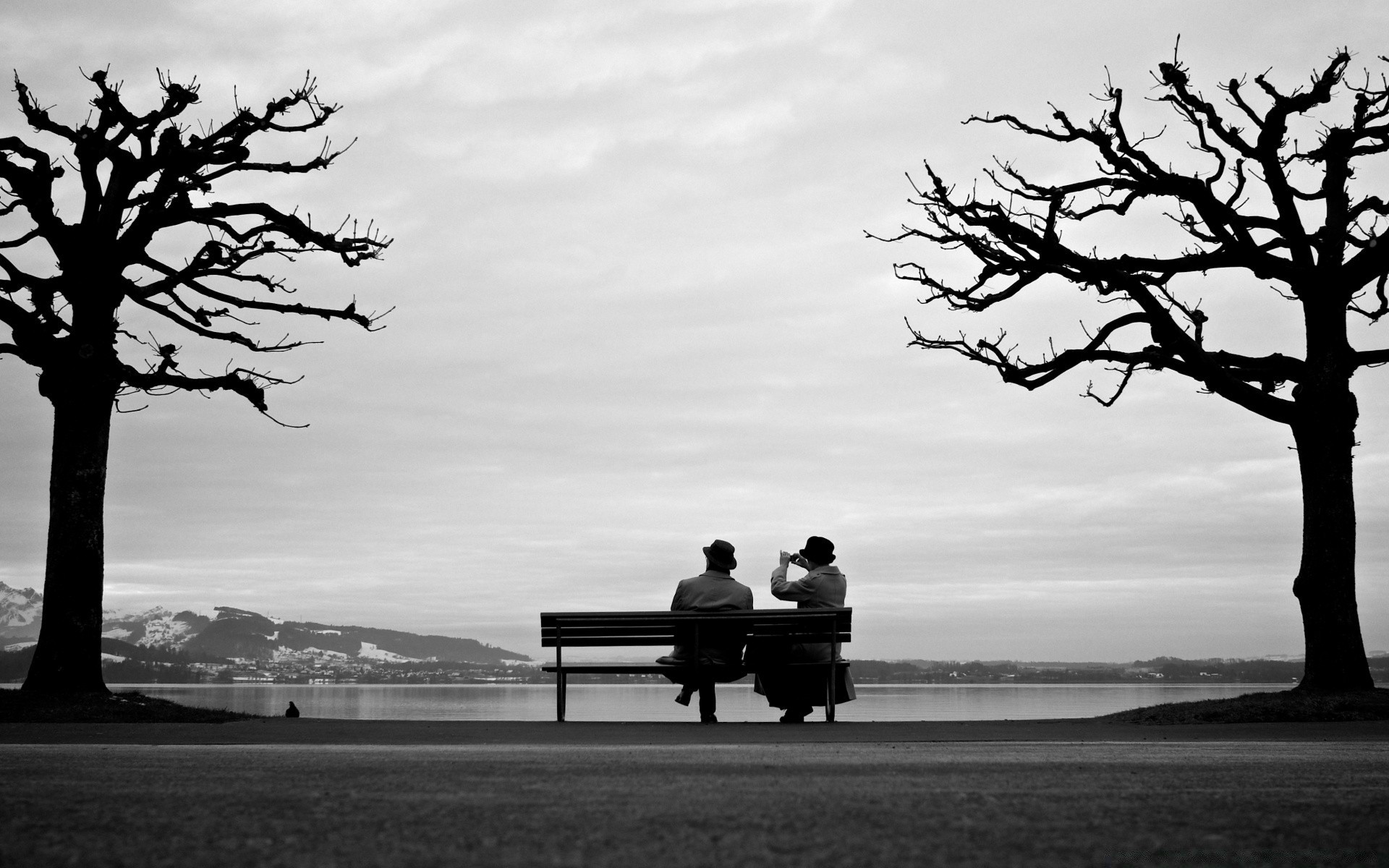 bianco e nero albero paesaggio silhouette illuminato singolo ombra natura solitudine cielo sole tramonto parco acqua alba solitudine sera quercia legno