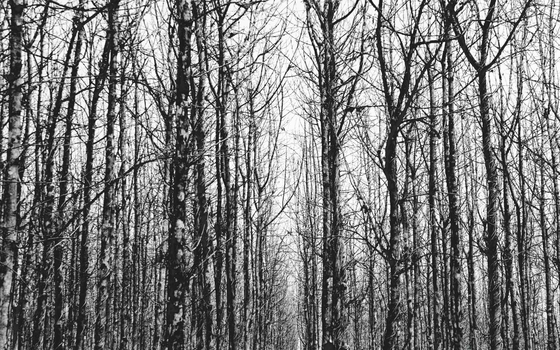 black and white wood tree nature landscape