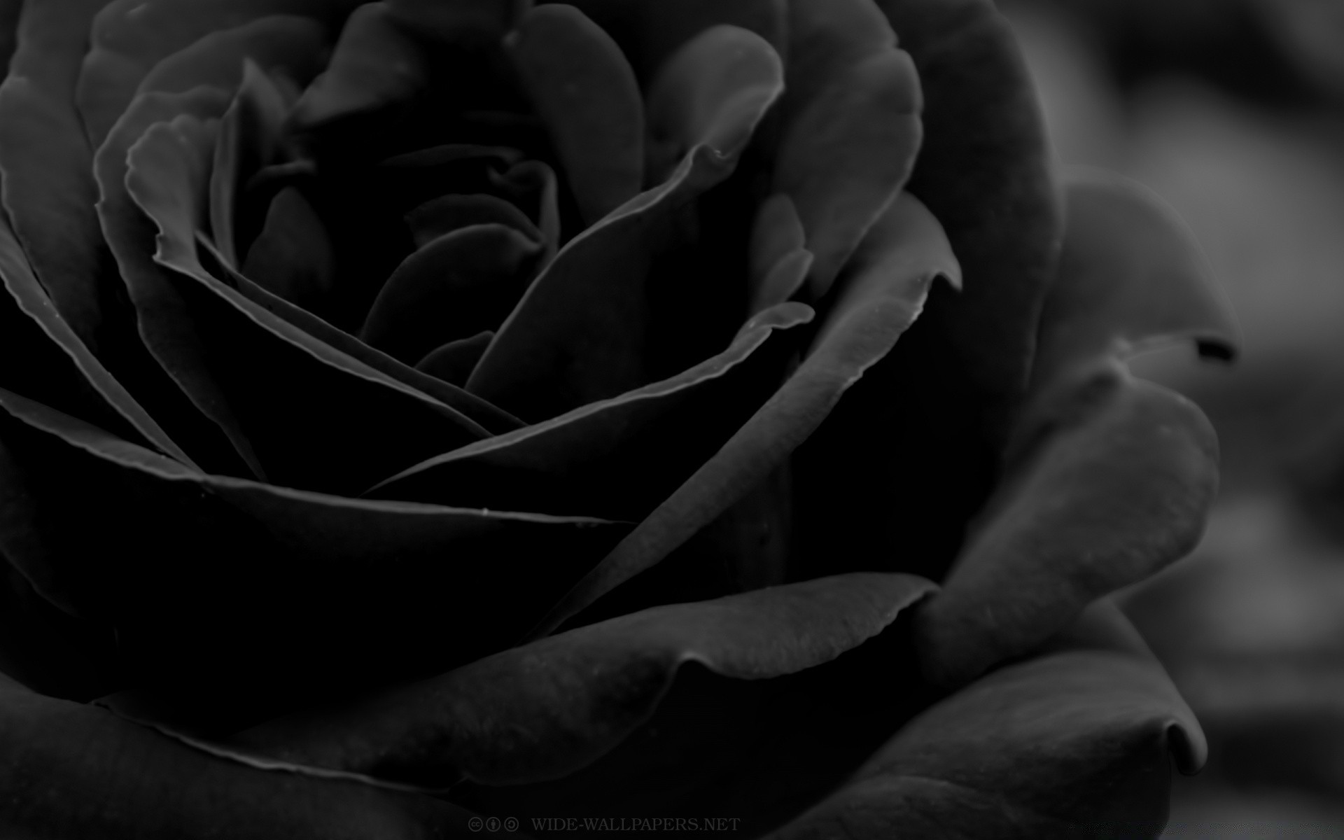 black and white monochrome rose love flower nature affection dark wedding delicate still life