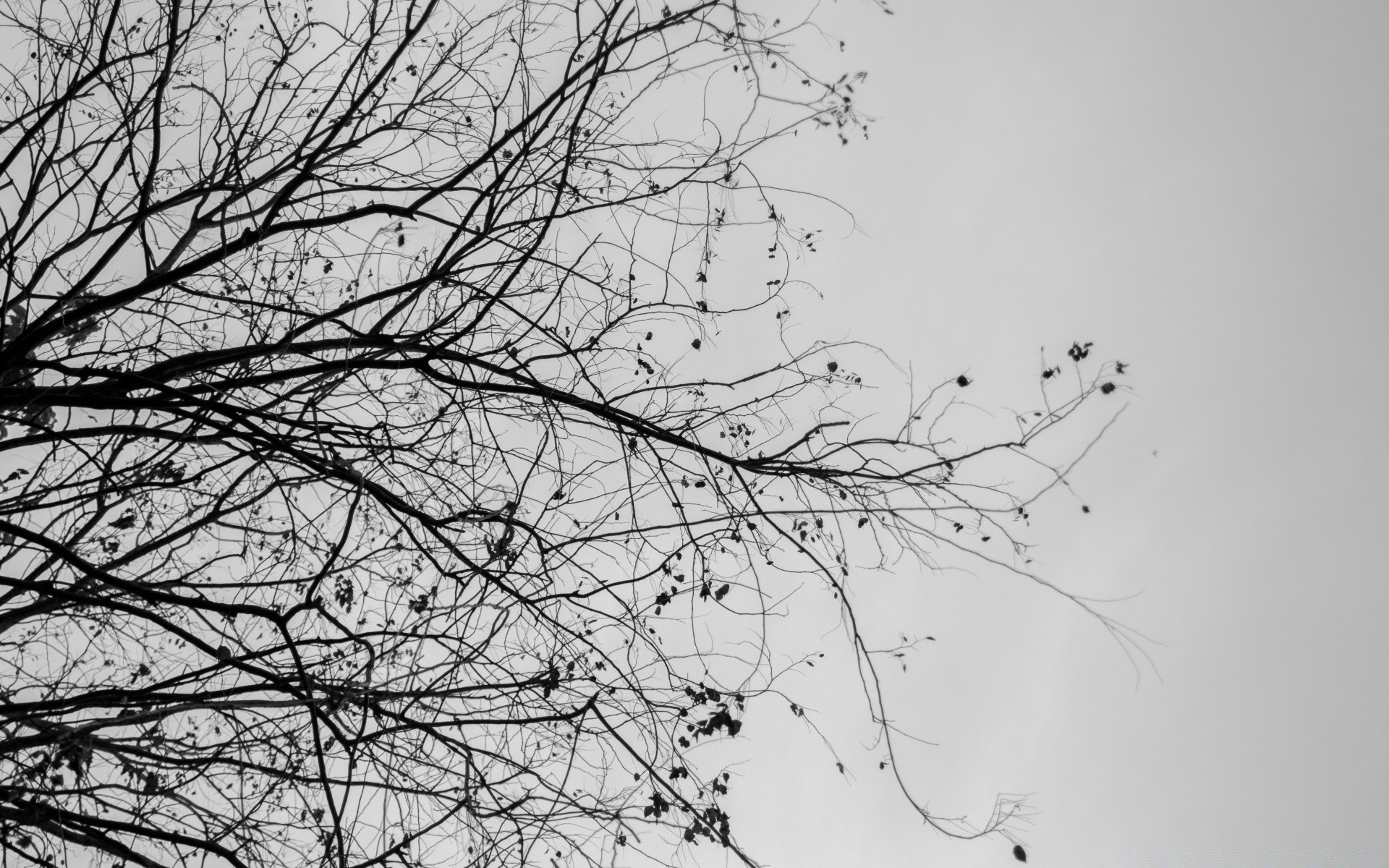 black and white tree branch winter desktop landscape nature wood snow abstract silhouette weather season sky cold leaf flora environment twigs fog