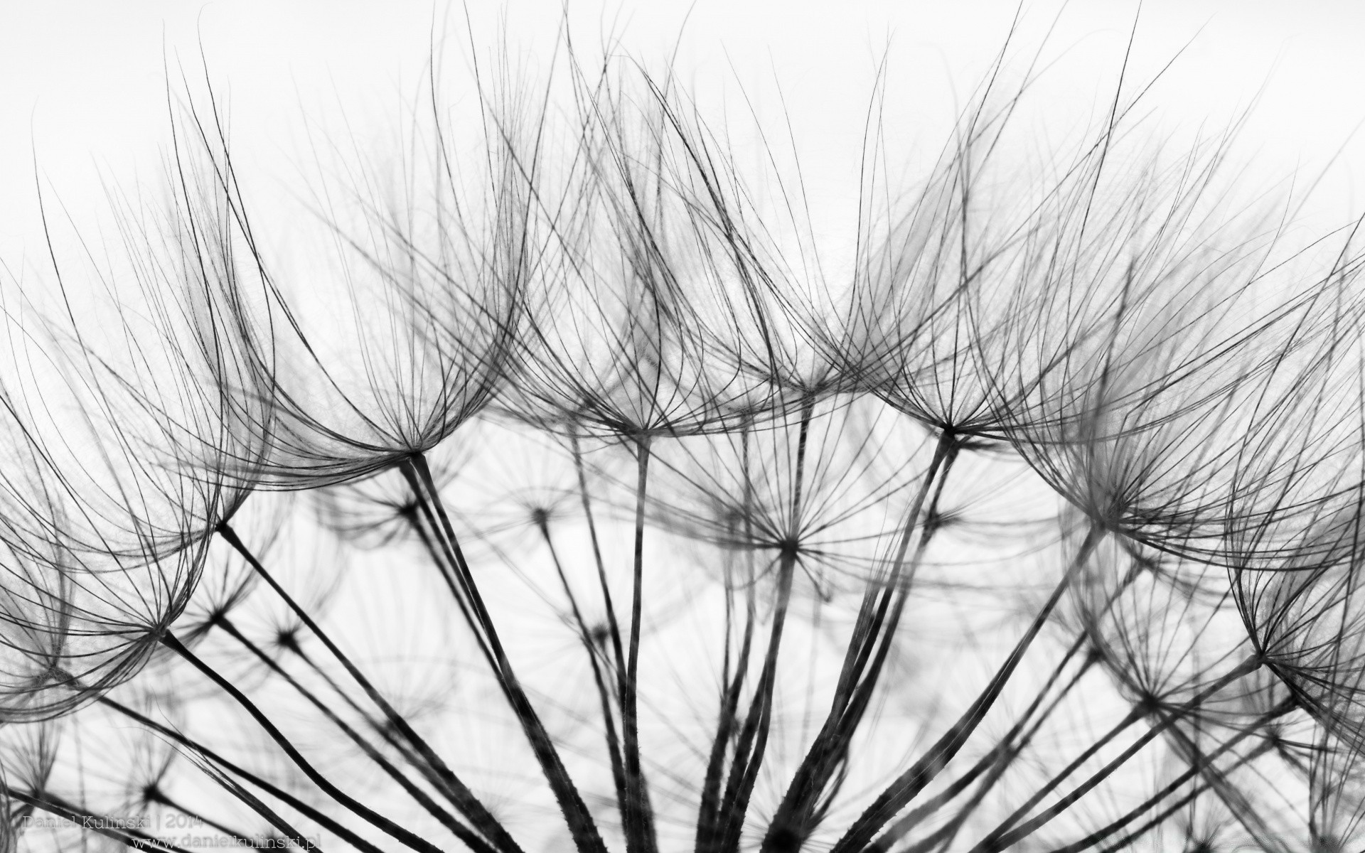 noir et blanc résumé modèle bureau art nature flore texture conception forme