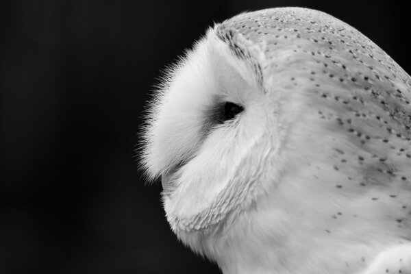 Black-white wildlife screensaver