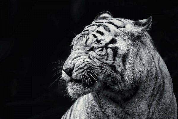 Black and white tiger cat