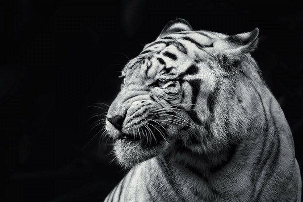 Gato tigre blanco y negro