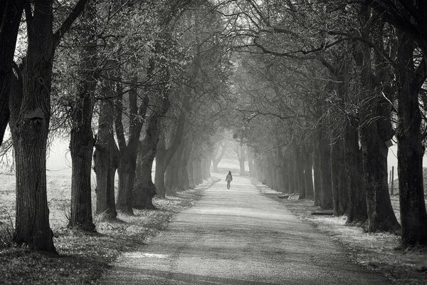 Allée de nombreux arbres centenaires