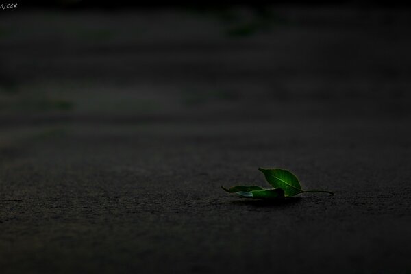 On a dark background there are two bright leaves