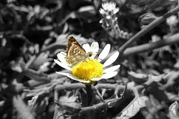 A brown butterfly sits on a daisy