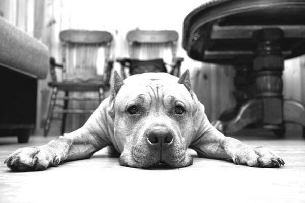 Cane bianco e nero sdraiato sul pavimento