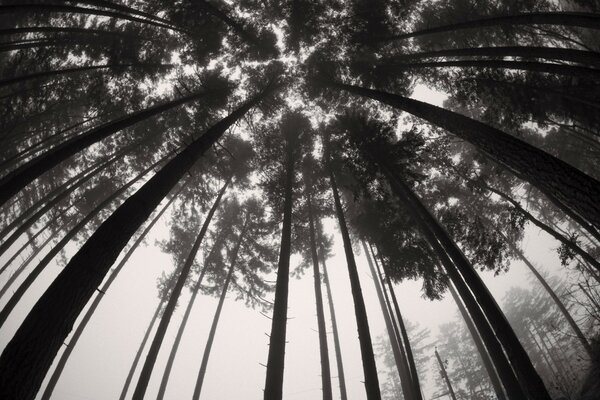 Bottom view of tall black and white trees