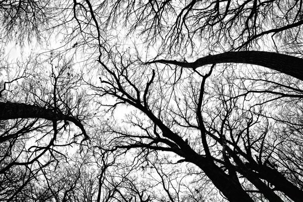 Black and white view of trees in the forest