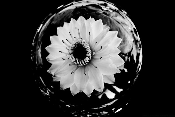 Cactus flower in a transparent flask