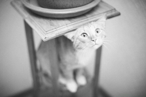 Portrait of a cat in black and white