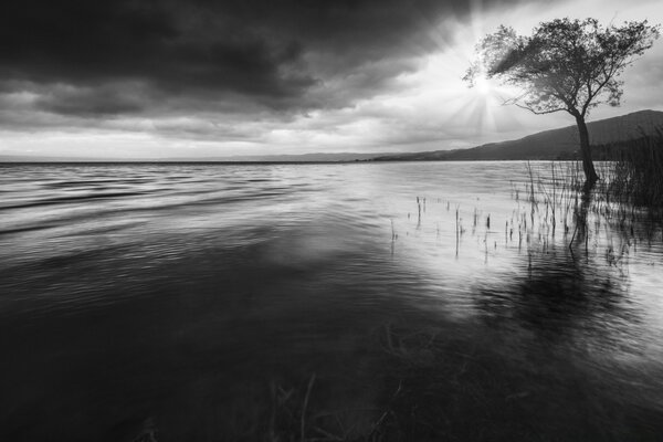 Black lake with a lonely tree