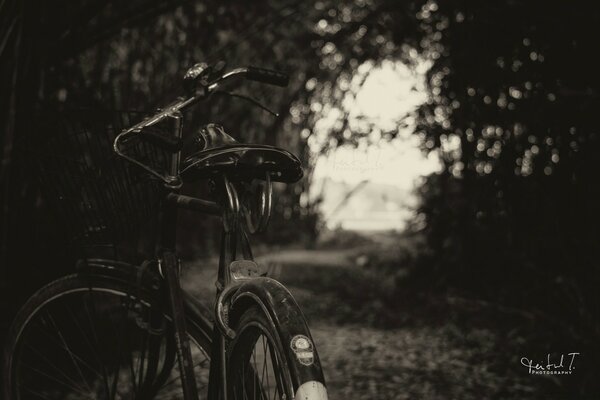 Black and white photo of a bicycle in nature