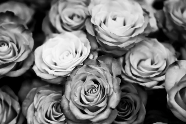 Bouquet de roses noires et blanches