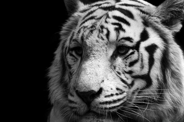 Hermoso gato tigre animal