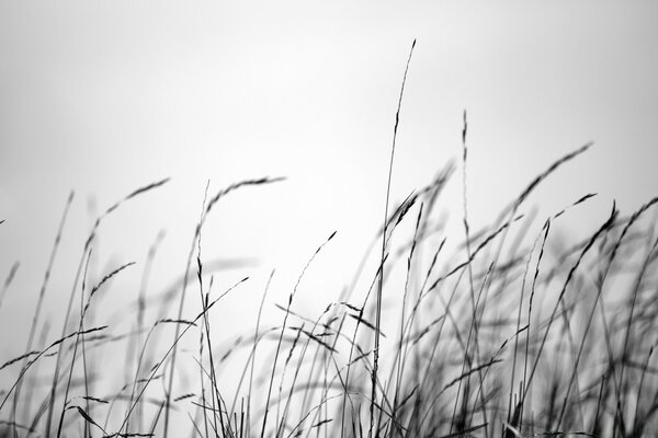 Bis zum Morgengrauen sieht das schwarzweiße Gras, das Feld, so aus