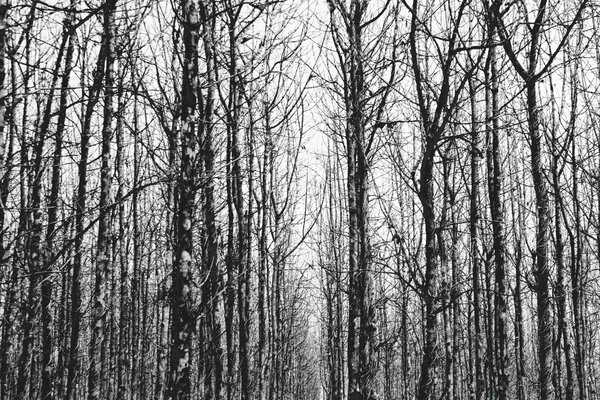 Beautiful black and white landscape of trees