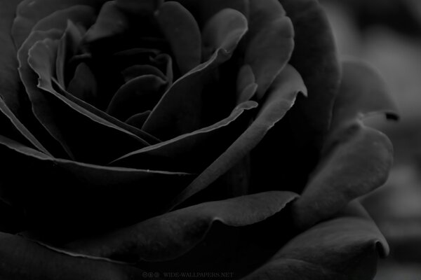 Rose Monochrome en noir et blanc