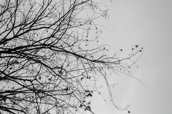 El árbol en invierno es tan negro