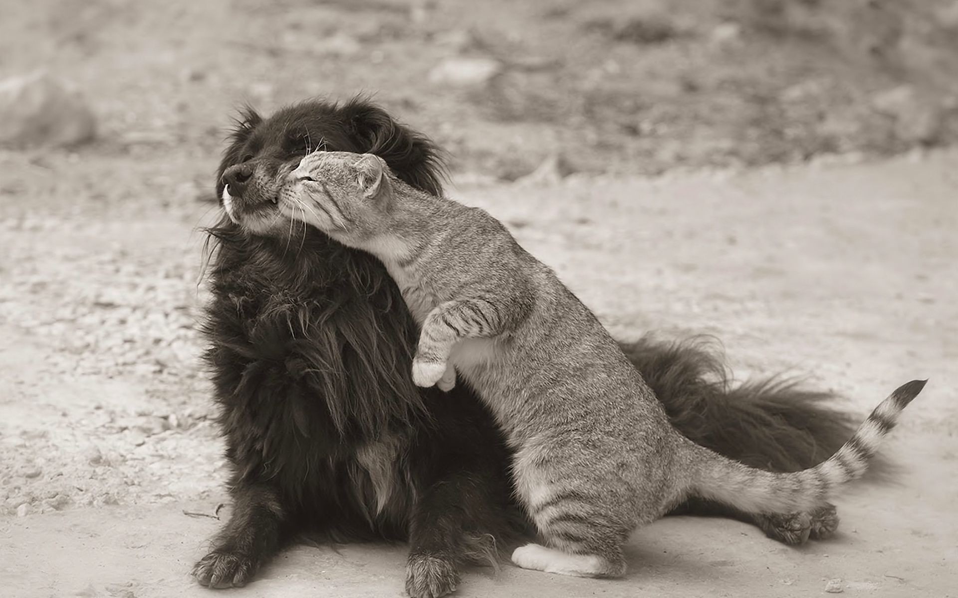 animaux un mammifère chat portrait animal mignon deux s asseoir