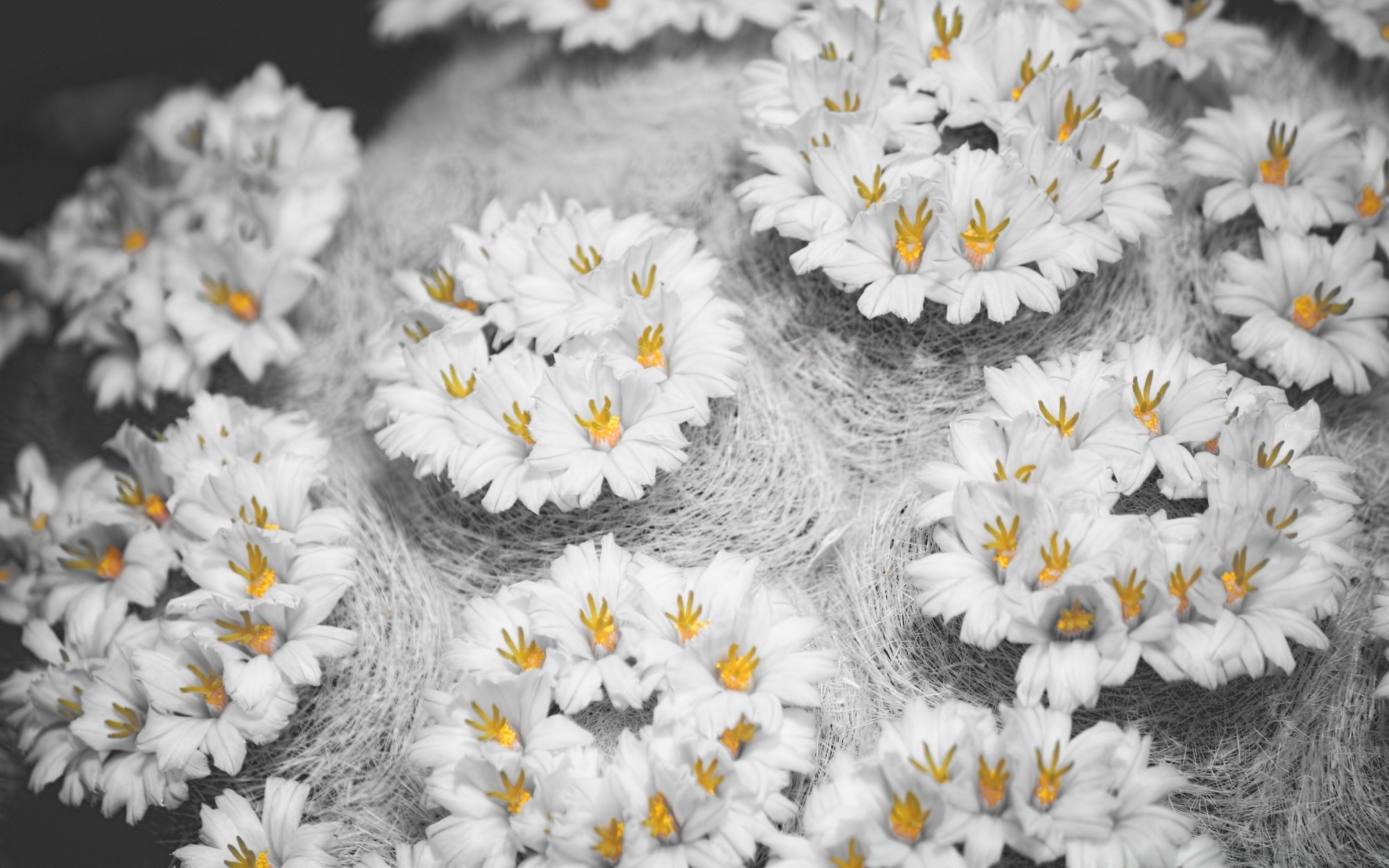 siyah ve beyaz çiçek flora doğa çiçek sezon dekorasyon yaprak parlak renk masaüstü bahçe yakın çekim çiçek açan petal yaz buket güzel