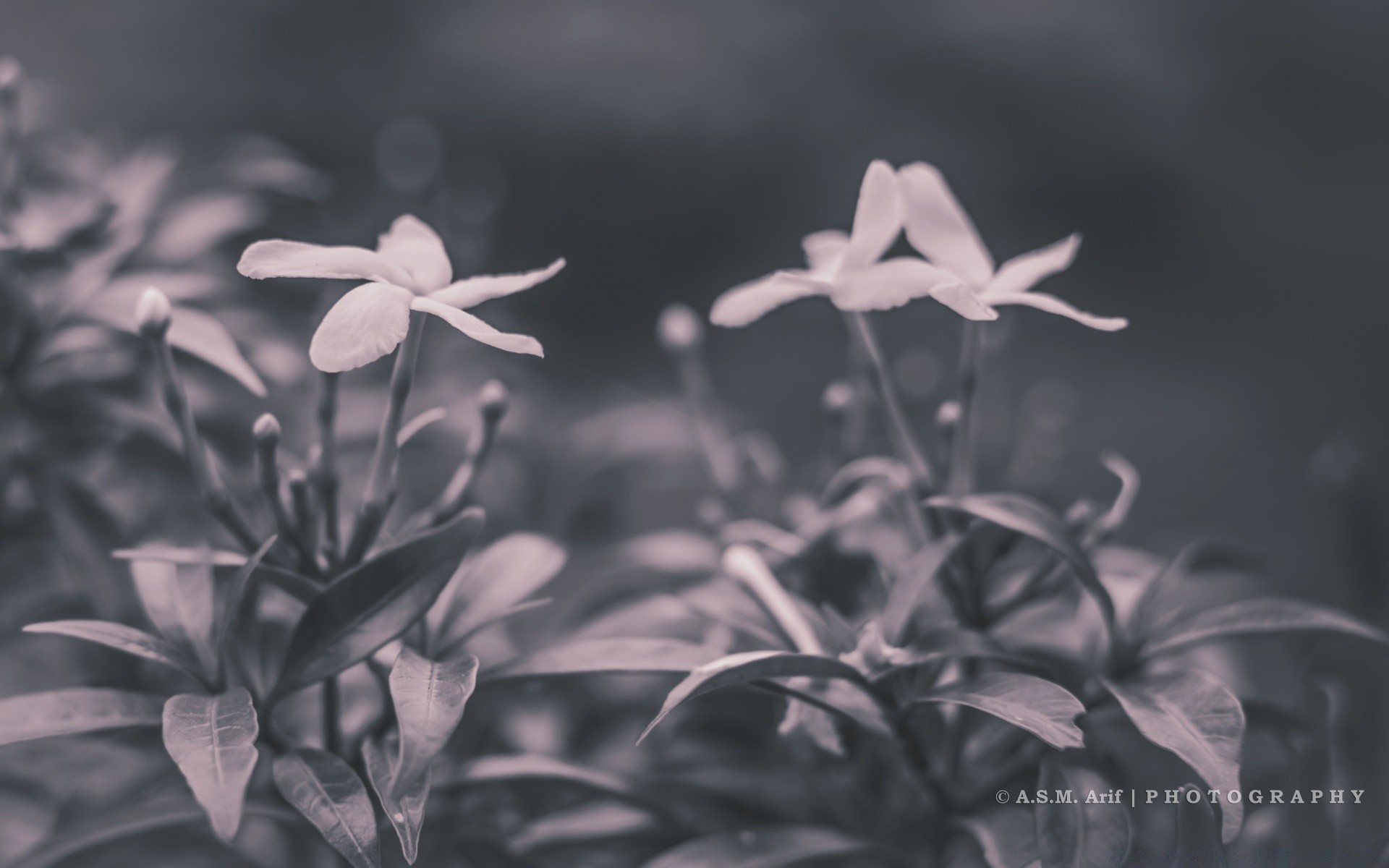 black and white nature leaf summer flora flower outdoors bright grass blur