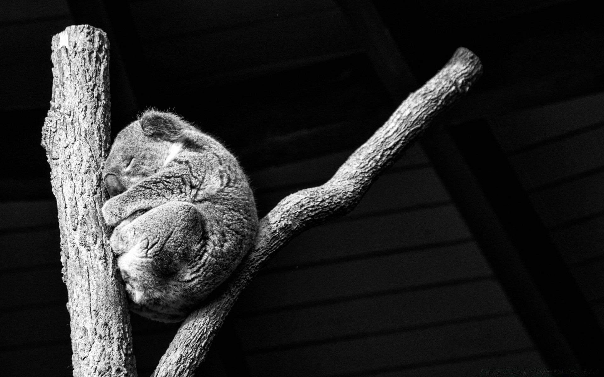 bianco e nero legno monocromatico singolo natura ritratto