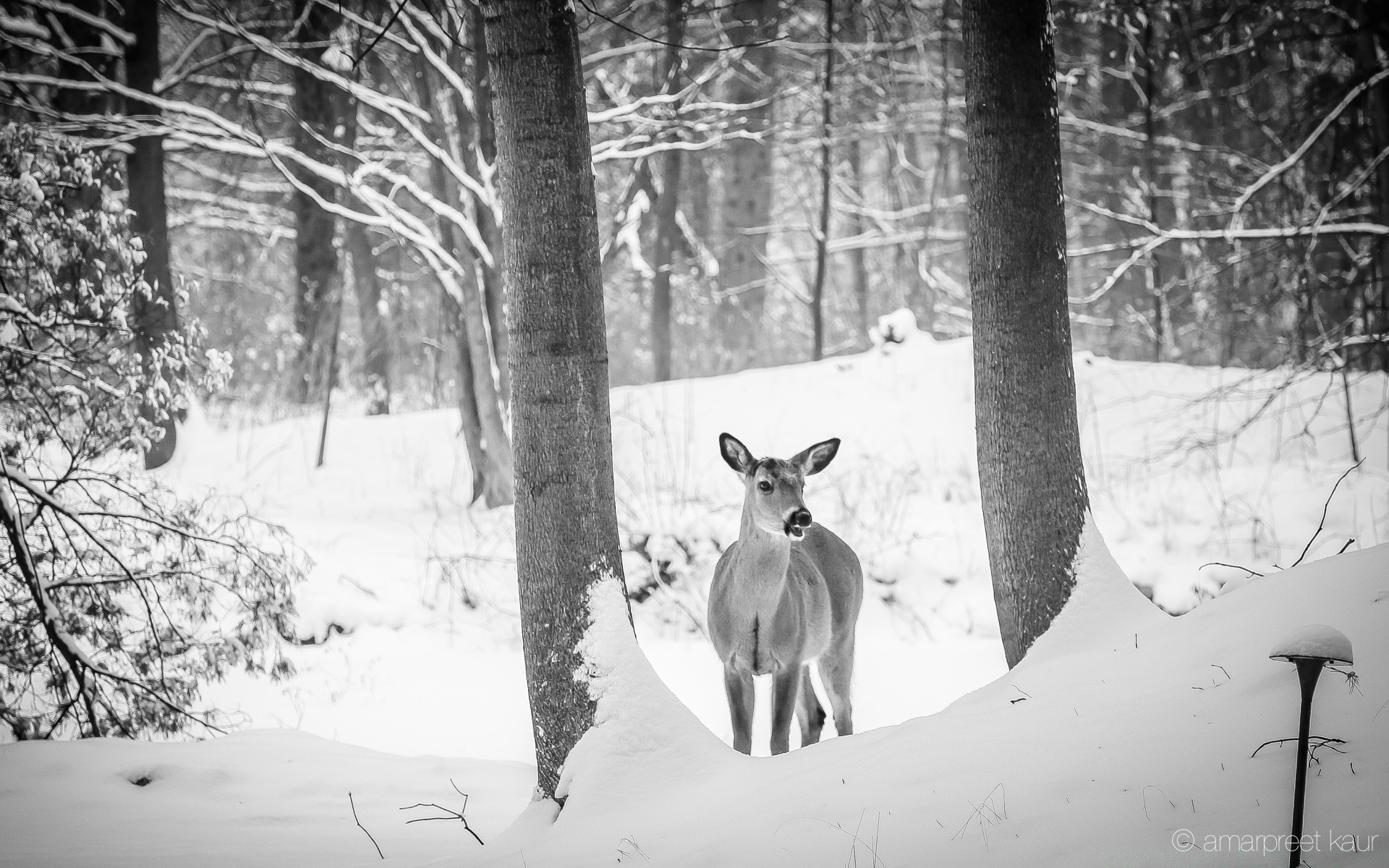 blanco y negro nieve invierno madera frío árbol escarcha monocromo congelado temporada ciervo naturaleza