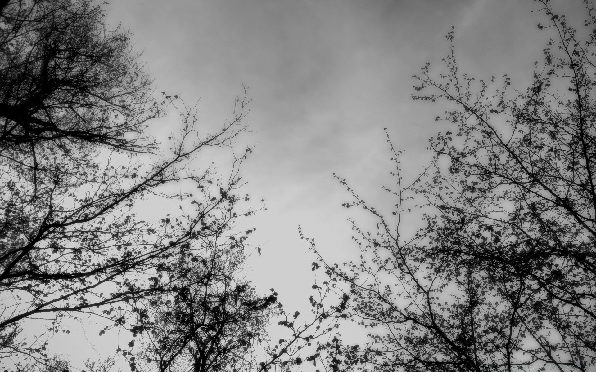 noir et blanc arbre branche nature hiver bois paysage feuille météo saison neige à l extérieur gel froid brouillard bureau lumineux