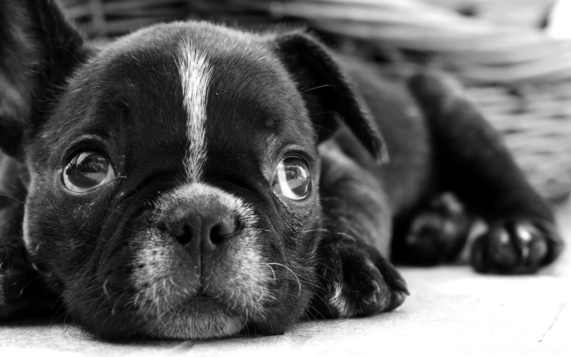 blanco y negro perro lindo animal retrato mascota cachorro mamífero adorable perro pequeño doméstico monocromo raza sueño