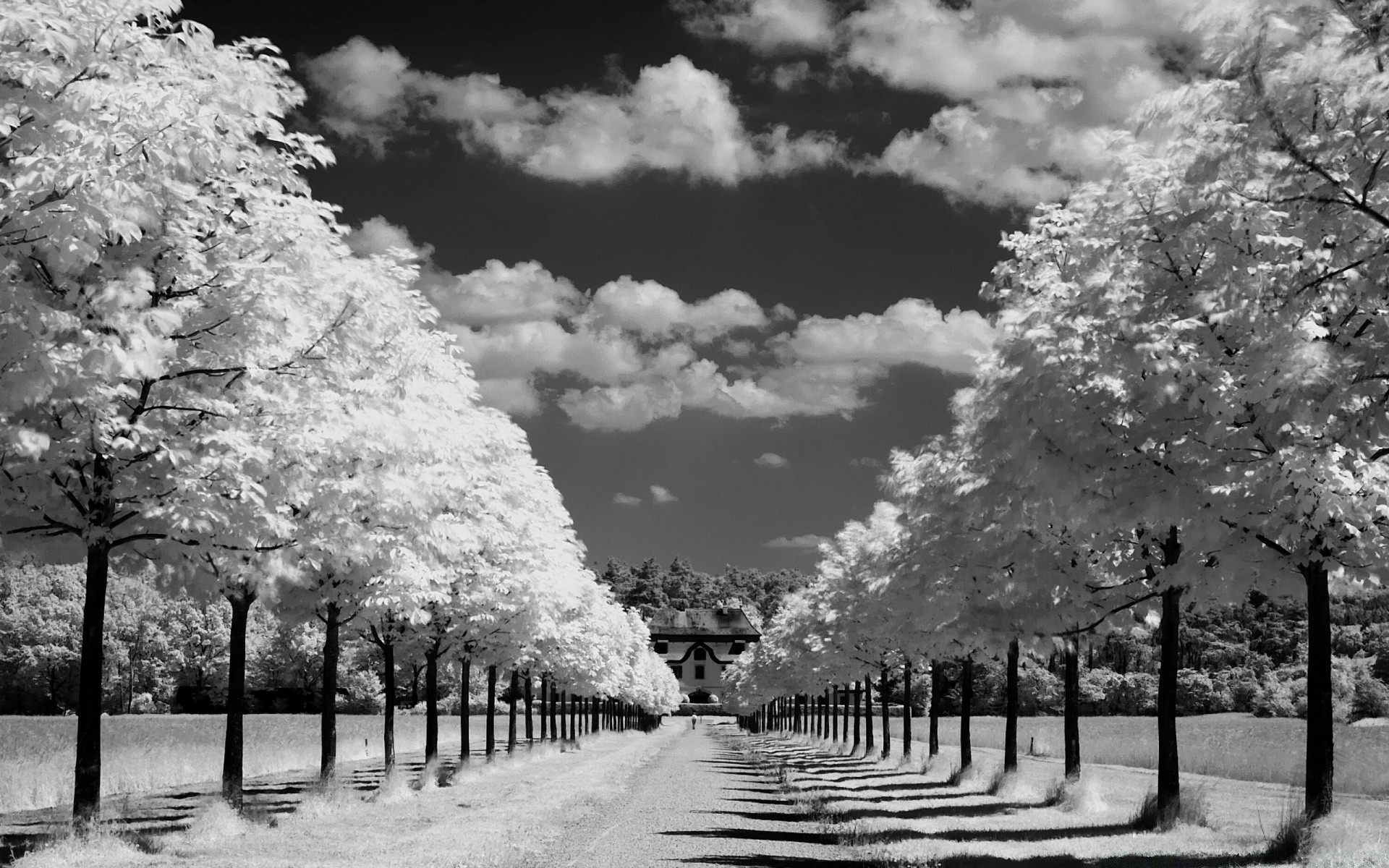 noir et blanc infrarouge arbre paysage neige parc hiver nature bois