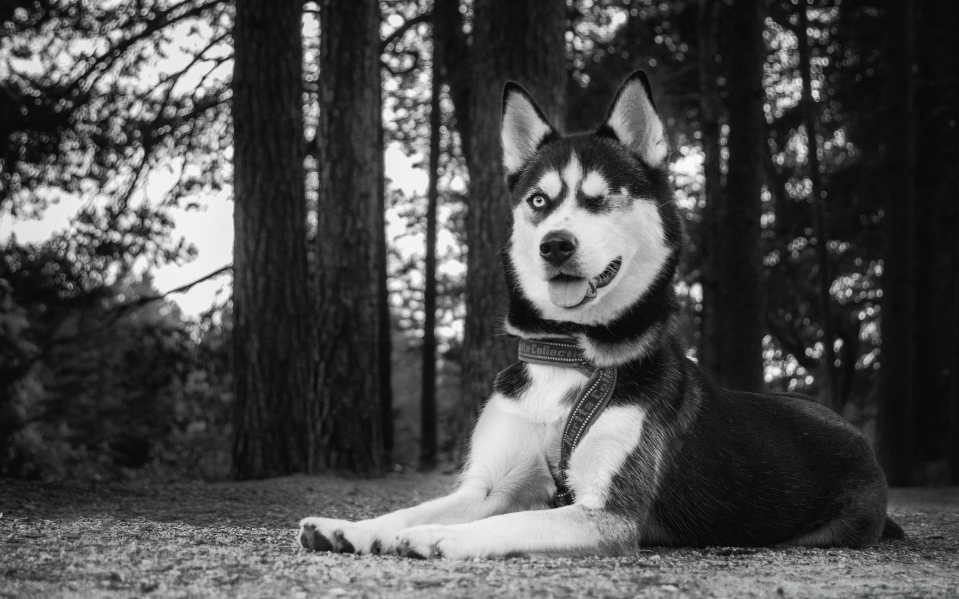 black and white canine dog portrait mammal one nature sledge