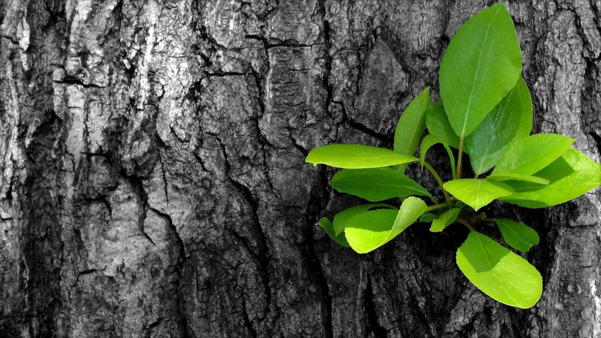 noir et blanc arbre feuille nature flore croissance environnement bureau bois écorce à l extérieur été cosse tronc gros plan texture