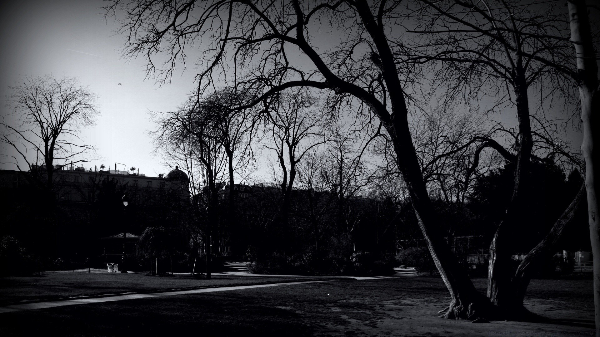 czarno-białe drzewo krajobraz jesień drewno świt mgła natura monochromatyczne światło mgła zima cień park ciemny