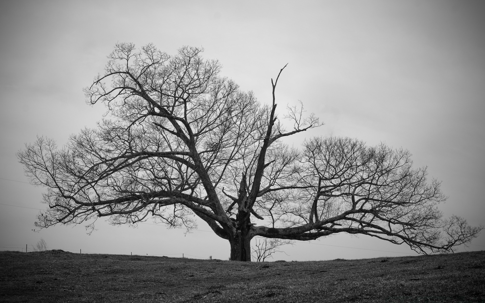 black and white tree landscape fog wood branch oak nature mist alone weather scenic fall